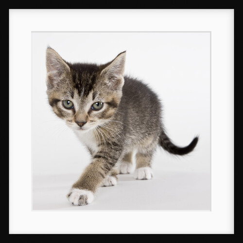 Tabby kitten by Anonymous