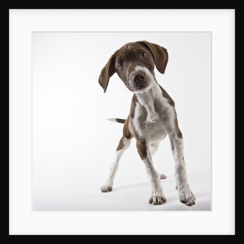 German shorthaired pointer puppy by Anonymous