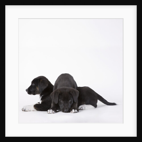 Puppies lying on one another by Anonymous