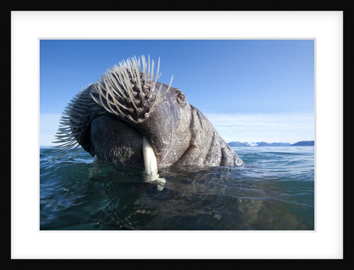 Walrus swimming by Anonymous