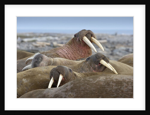 Walrus herd lying on beach by Anonymous