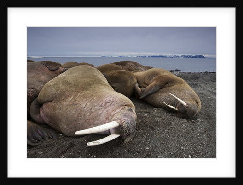 Walrus herd lying on beach by Anonymous
