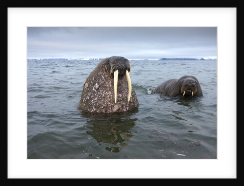 Walruses swimming by Anonymous