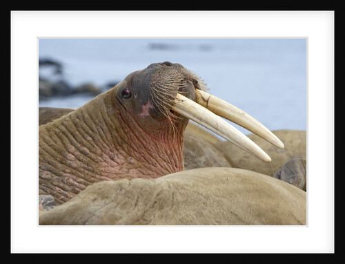 Walrus herd lying on beach by Anonymous