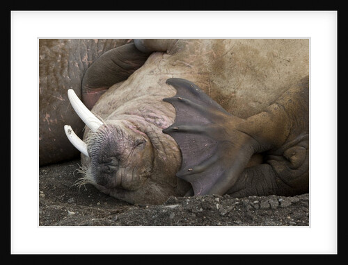 Walrus herd lying on beach by Anonymous