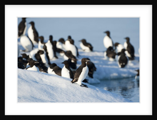 Brunnich's Guillemots, Svalbard, Norway by Anonymous