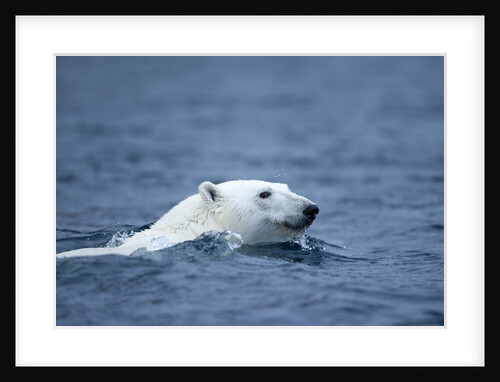 Polar Bear, Svalbard, Norway by Anonymous