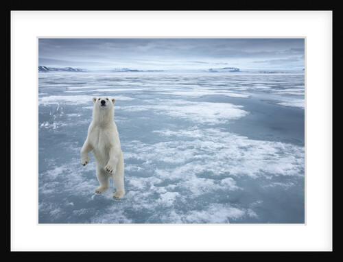 Polar Bear, Svalbard, Norway by Anonymous