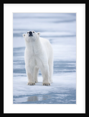 Polar Bear, Svalbard, Norway by Anonymous