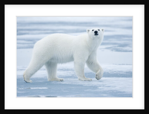 Polar Bear, Svalbard, Norway by Anonymous