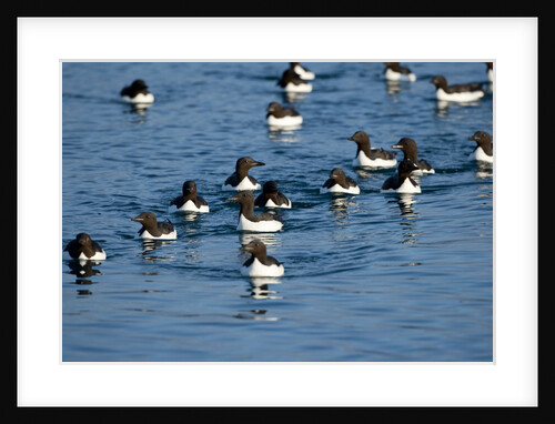 Brunnich's Guillemots, Svalbard, Norway by Anonymous