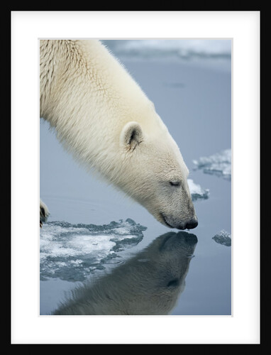 Polar Bear sniffing water by Anonymous