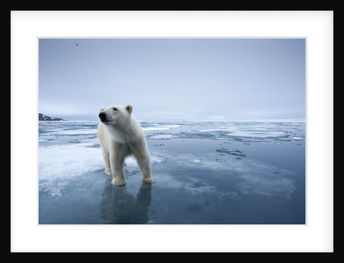 Polar Bear on melting ice by Anonymous