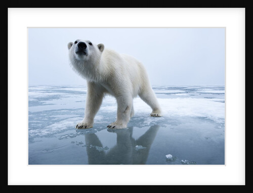 Polar Bear on ice by Anonymous