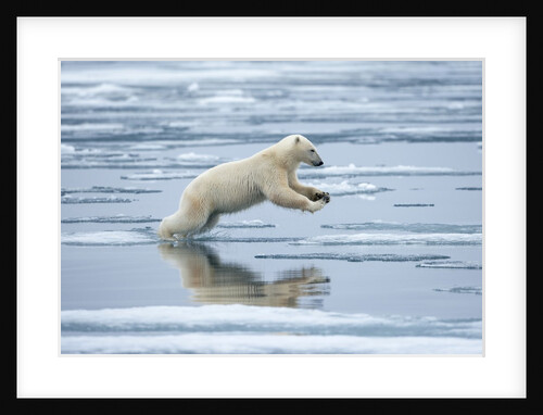 Polar Bear jumping across melting pack ice by Anonymous