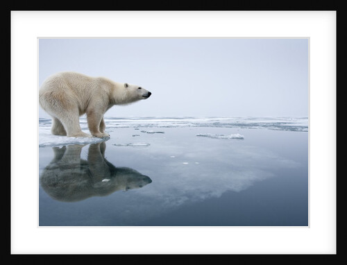 Polar Bear on Melting Ice, Svalbard, Norway by Anonymous