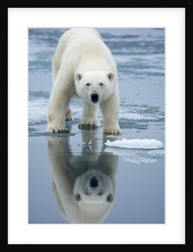 Polar Bear on melting ice, Svalbard, Norway by Anonymous