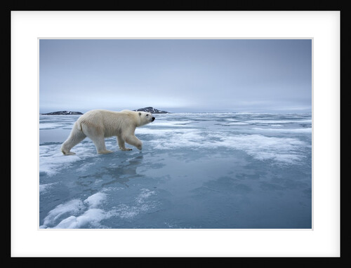 Polar Bear walking on melting ice by Anonymous
