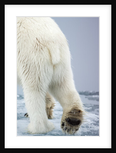 Polar Bear walking on pack ice by Anonymous