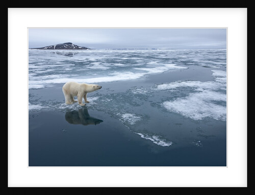 Polar Bear standing at edge of melting ice by Anonymous