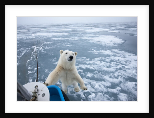 Polar Bear leaning on bowsprit on ice by Anonymous