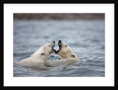 Polar Bears fighting in water by Anonymous