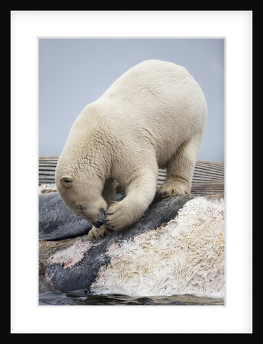 Polar Bear feeding on Dead Fin Whale by Anonymous