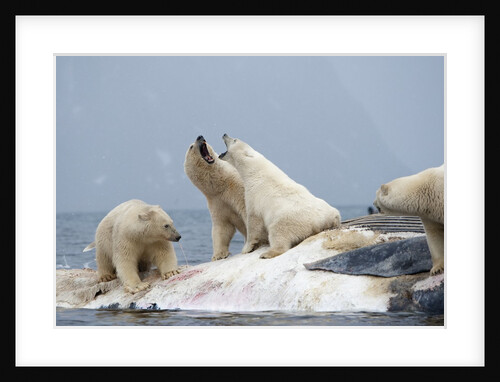 Polar Bear fighting over Dead Fin Whale by Anonymous