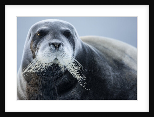 Bearded Seal, on Iceberg, Svalbard, Norway by Anonymous