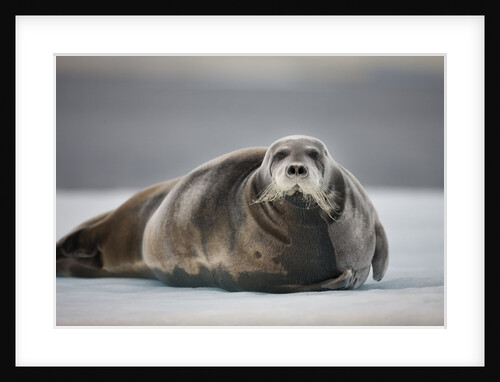 Bearded Seal on Ice by Anonymous