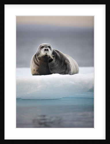 Bearded Seal, on Iceberg, Svalbard, Norway by Anonymous