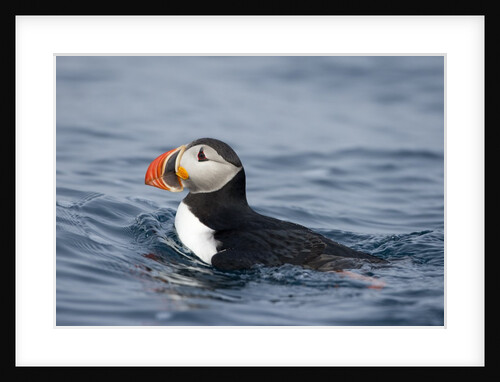 Atlantic Puffin swimming by Anonymous