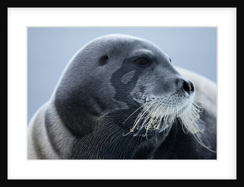 Bearded Seal, on Iceberg, Svalbard, Norway by Anonymous