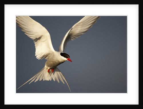 Arctic Tern in flight by Anonymous
