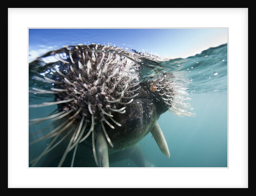 Walrus swimming by Anonymous