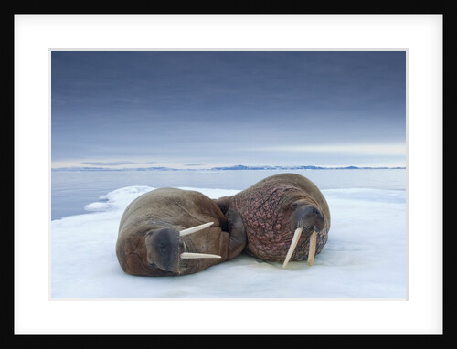 Walruses lying on ice by Anonymous
