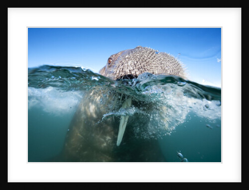 Walrus swimming by Anonymous