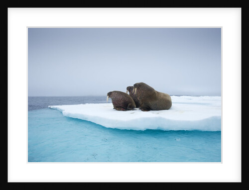 Group of Walrus on ice by Anonymous