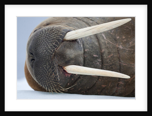 Walrus on ice by Anonymous