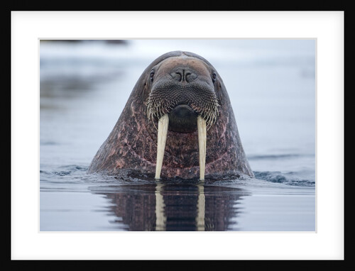 Walrus swimming by Anonymous
