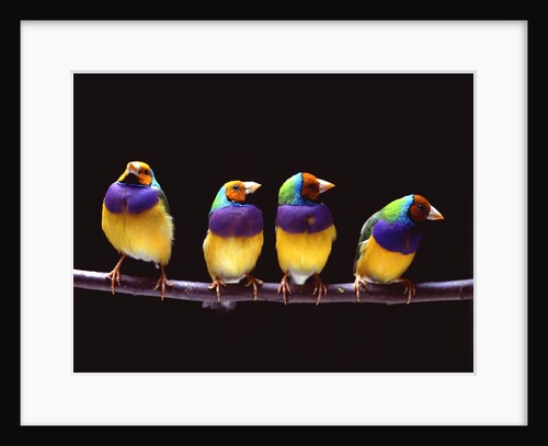 Parrots on a perch by Anonymous