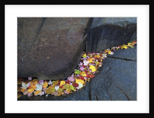 Red Maple Leaves at Onaping Falls Near Onaping, Ontario, Canada by Anonymous