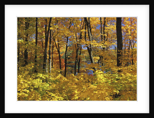 Fall Colors in Gatineau Park, Quebec, Canada by Anonymous