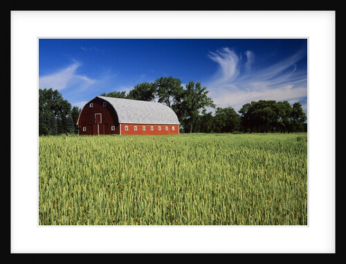 A Field of Wheat and Barn, Myrtle, Manitoba, Canada by Anonymous