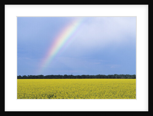 Rainbow and Canola, Morris, Manitoba, Canada by Anonymous