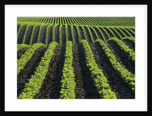 Bean Field Near Treherne, Manitoba, Canada by Anonymous