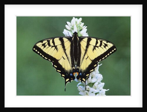 Tiger Swallow Tail Butterfly on Bog Rein Orchid, Wells Gray Provincial Park, British Columbia, Canada by Anonymous