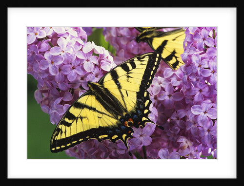 A Canadian Tiger Swallowtail Butterfly (Papilio Canadensis) in the Maritimes, Newfoundland and Labrador, Canada by Anonymous