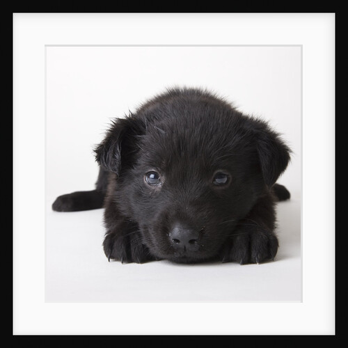 Black labrador puppy by Anonymous