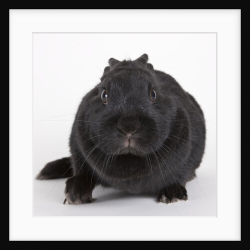 Black rabbit by Anonymous